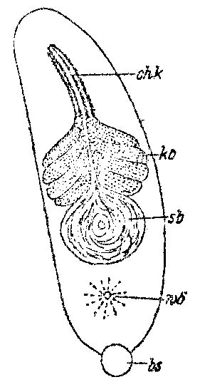 Monocelopsis otoplanoides Monocelopsis otoplanoides