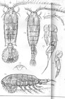 Diaptomus coeruleus from Sars, G.O. 1903