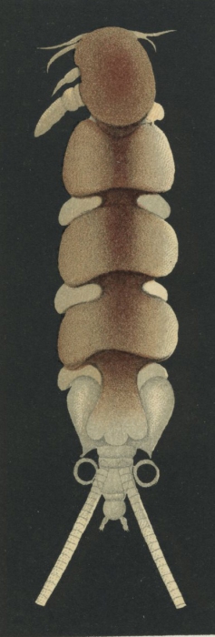 Nemesis mediterranea sinuata from Brian, A 1906
