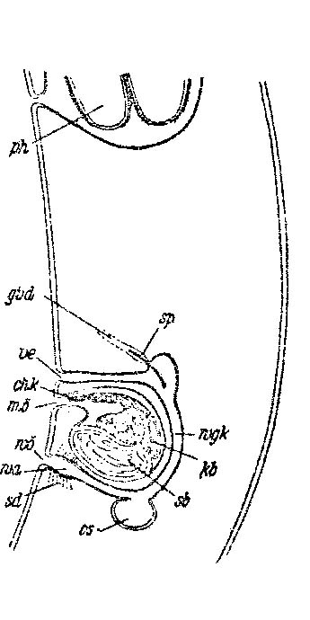 Monocelopsis otoplanoides