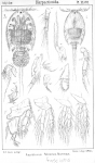 Aspidiscus fasciatus from Sars, G.O. 1904