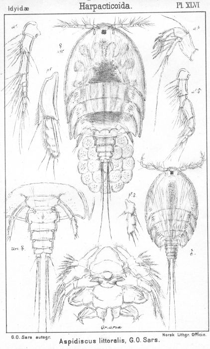 Aspidiscus littoralis from Sars, G.O. 1904