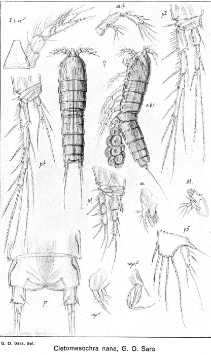 Cletomesochra nana from Sars, G.O. 1920
