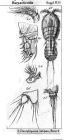 Dactylopusia latipes from Sars, G.O. 1911