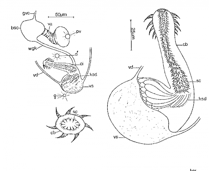 Monocelopsis septentrionalis Monocelopsis septentrionalis