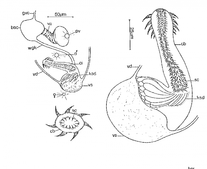 Monocelopsis septentrionalis