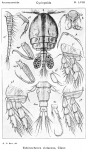 Echinocheres violaceus from Sars, G.O. 1914
