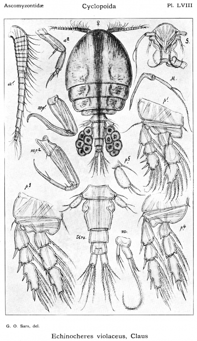 Echinocheres violaceus from Sars, G.O. 1914