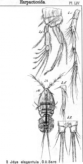 Idya elegantula from Sars, G.O. 1905