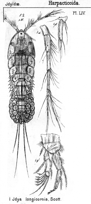 Idya longicornis from Sars, G.O. 1905