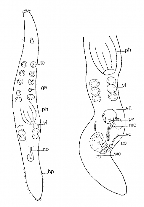 Monocelopsis septentrionalis Monocelopsis septentrionalis