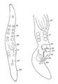 Platyhelminthes (flatworms)