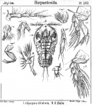Idyopsis dilatata from Sars, G.O. 1905