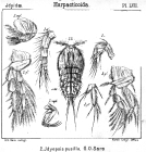 Idyopsis pusilla from Sars, G.O. 1905