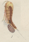 Microthalestris littoralis from Brian, A 1921