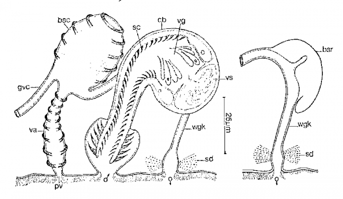 Monocelopsis septentrionalis Monocelopsis septentrionalis