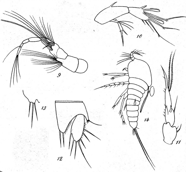 Microthalestris littoralis from Brian, A 1921