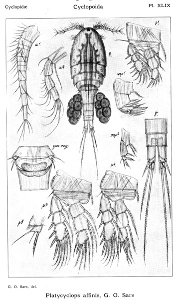 Platycyclops affinis from Sars, G.O. 1914