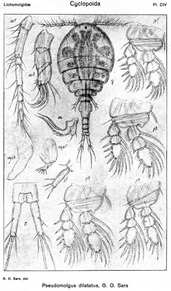 Pseudomolgus dilatatus from Sars, G.O. 1918