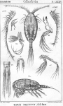 Scottula inaequicornis from Sars, G.O. 1902