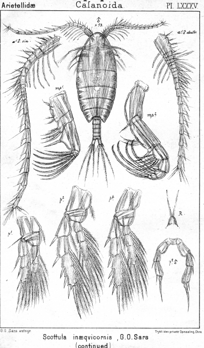 Scottula inaequicornis from Sars, G.O. 1902