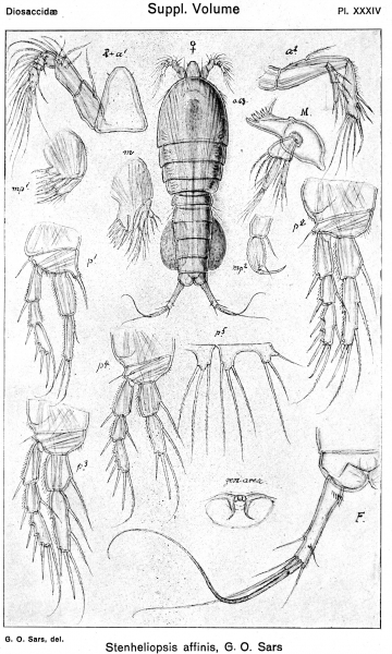 Stenheliopsis affinis from Sars, G.O. 1920