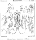 Stenheliopsis divaricata from Sars, G.O. 1906