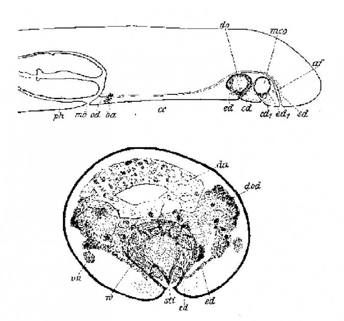 Preminona insularis