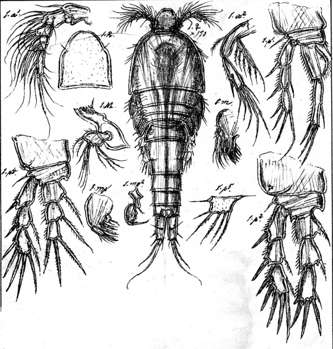 Stenheliopsis latifurca from Sars, G.O. 1911