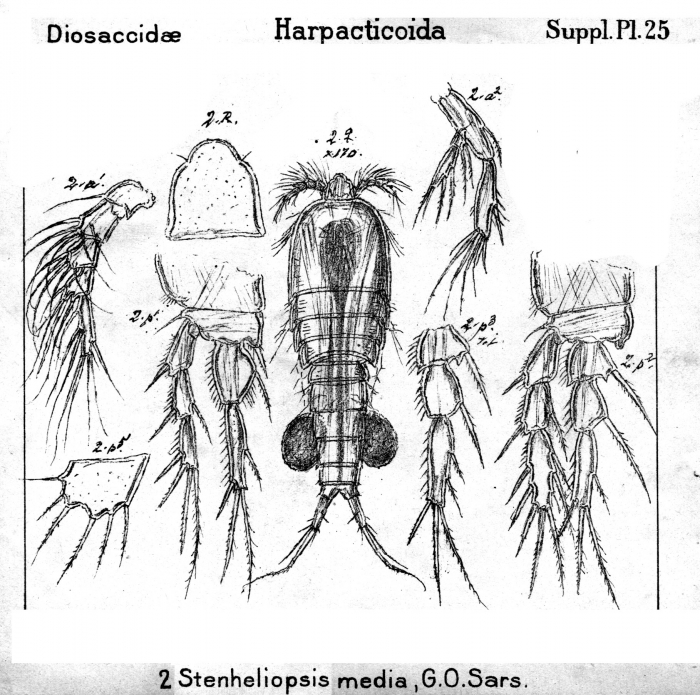 Stenheliopsis media from Sars, G.O. 1911
