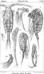 Undinopsis similis from Sars, G.O. 1902