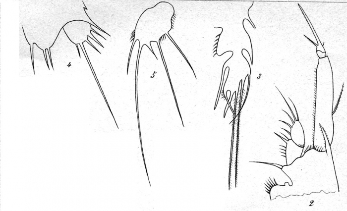 Westwoodia assimilis from Brian, A 1921