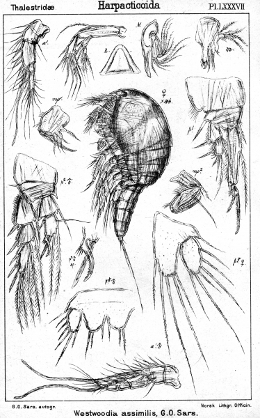 Westwoodia assimilis from Sars, G.O. 1906