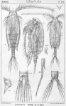 Undinopsis bradyi from Sars, G.O. 1902