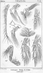 Undinopsis bradyi from Sars, G.O. 1902
