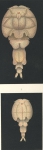 Elytrophora brachyptera from Brian, A 1906