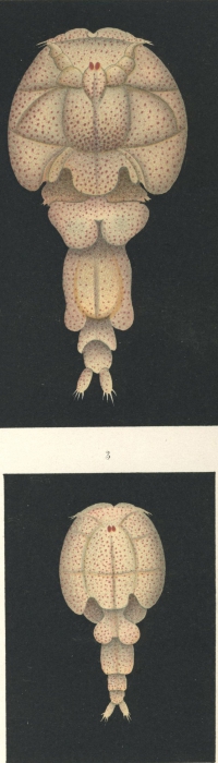 Elytrophora brachyptera from Brian, A 1906