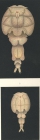 Elytrophora brachyptera