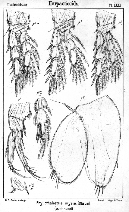Halithalestris croni from Sars, G.O. 1905