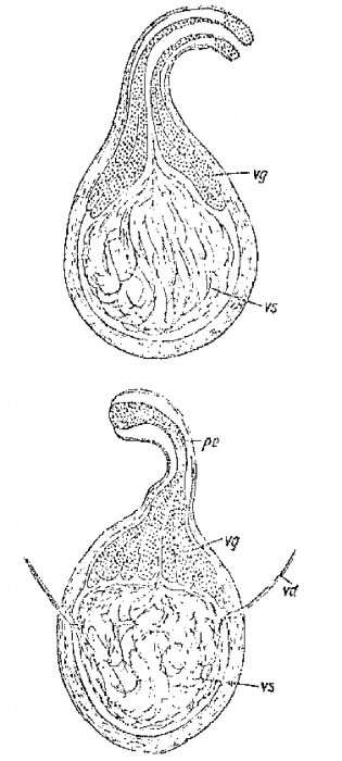 Promonotus arcassonensis Promonotus arcassonensis