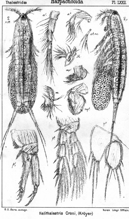 Halithalestris croni from Sars, G.O. 1905