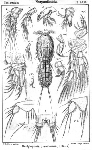 Dactylopodia brevicornis from Sars, G.O. 1905
