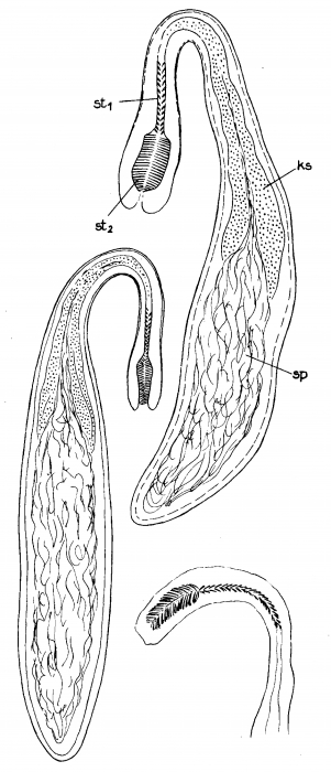 Promonotus marci Promonotus marci
