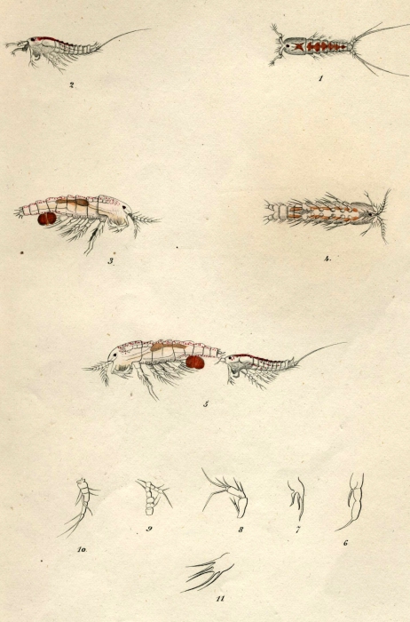 Cyclopsine alpestris from Vogt 1845