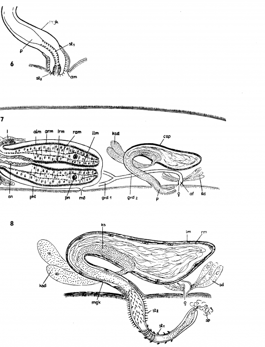 Promonotus marci