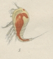 Crustacea (crustaceans)