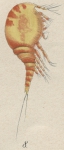 Westwoodia nobilis from Brian, A 1921