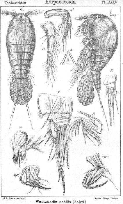 Westwoodia nobilis from Sars, G.O. 1906