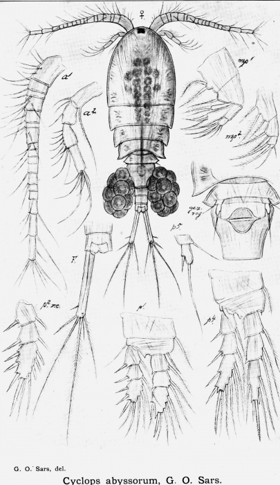 Cyclops abyssorum from Sars, G.O. 1913