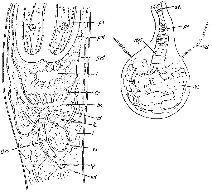 Promonotus ponticus Promonotus ponticus